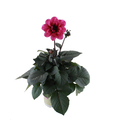 Dahlia 'Temptation' Mix Ø14 cm